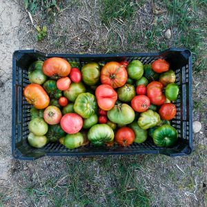 alimentos ecológicos