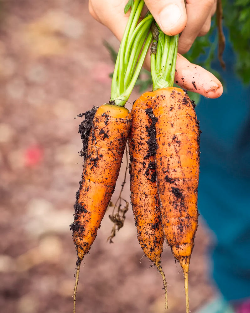 zanahorias y dieta depurativa
